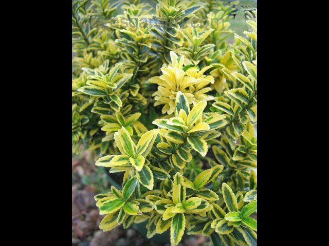 Boxleaf Euonymus