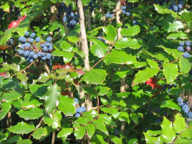 Compact Oregon Grape