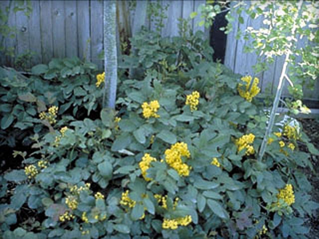 Creeping Mahonia