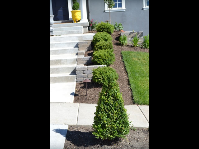 Pyramidal Boxwood