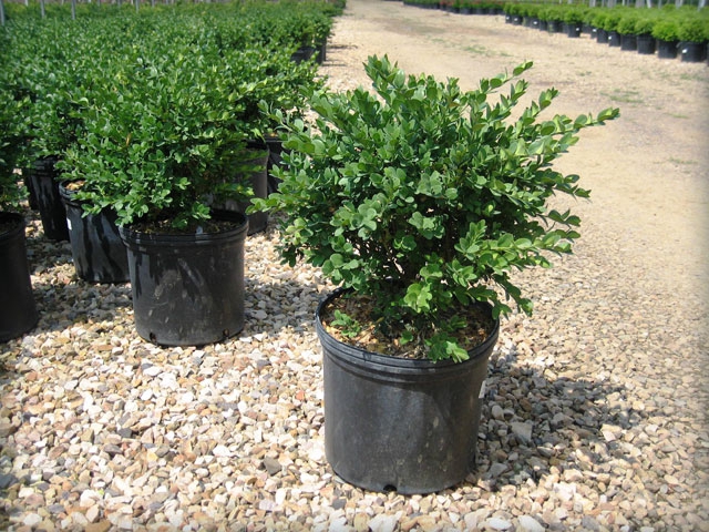 True Dwarf Boxwood