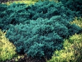 Blue Star Juniper