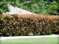 Fraser's Photinia