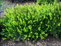 Winter Gem Boxwood