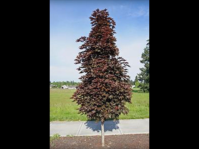 Crimson Sentry Maple