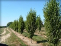 Columnar Hornbeam