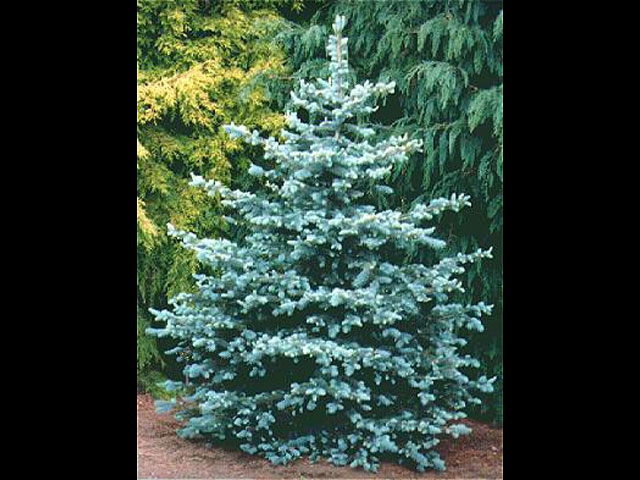 Colorado Spruce