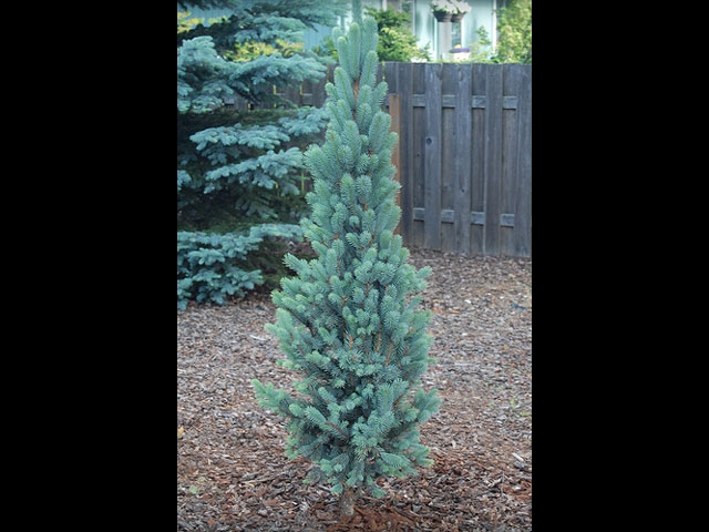 Columnar Blue Spruce