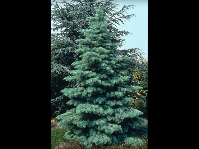 Concolor Fir