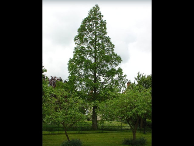 Dawn Redwood