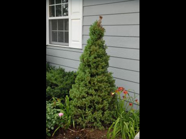 Dwarf Alberta Spruce