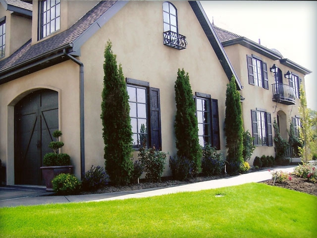 Emerald Arborvitae