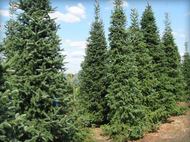 Horstmann's Silberlocke Fir