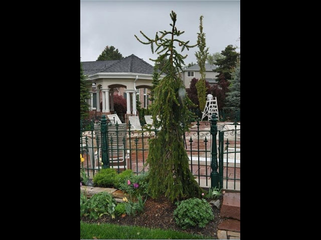 Weeping Norway Spruce