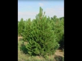 Austrian Pine