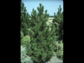 Bosnian Pine