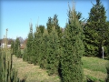 Cupressina Spruce