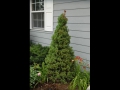 Dwarf Alberta Spruce