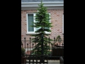 Sub Alpine Fir