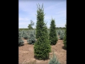 Wellspire Spruce