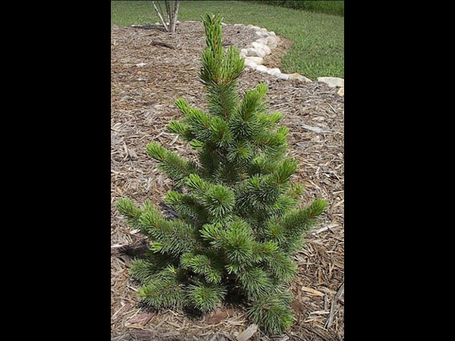 Bristlecone Pine