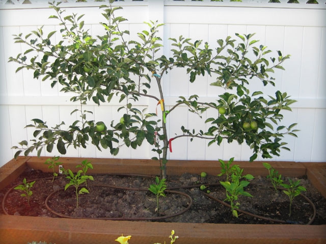 Espalier Pear