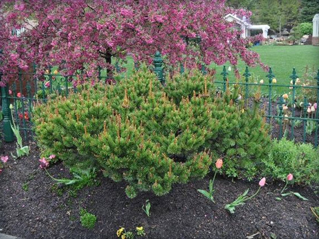 Globosa Japanese Pine