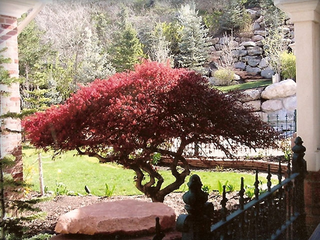 Laceleaf Japanese Maple