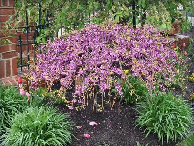 Lavender Twist Redbud