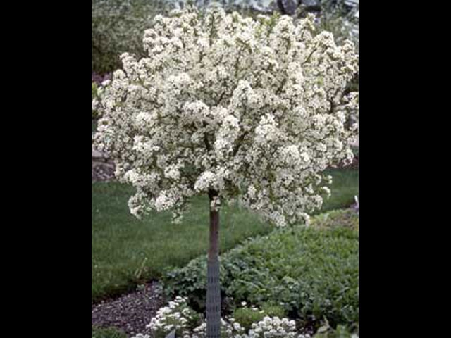 Lollipop Crabapple