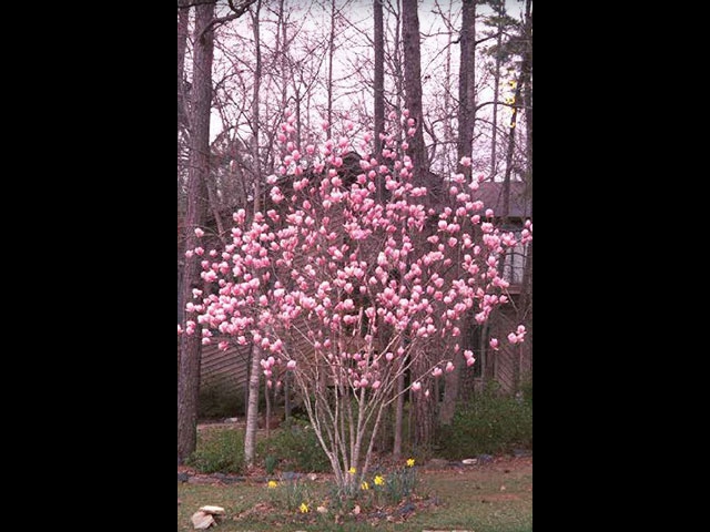 Magnolia Crabapple