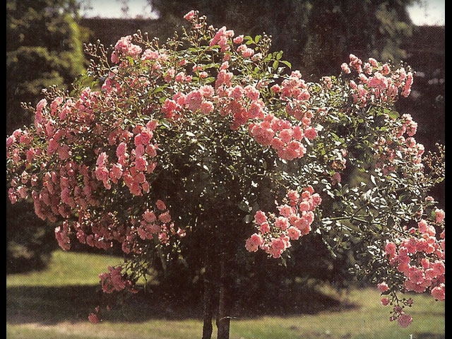 Rose Tree