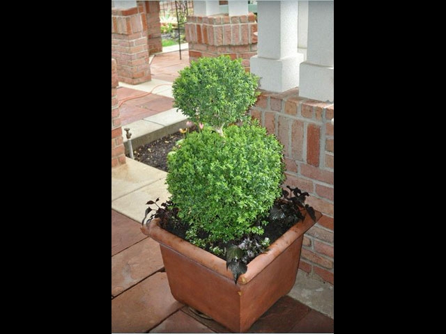 Two Ball Boxwood