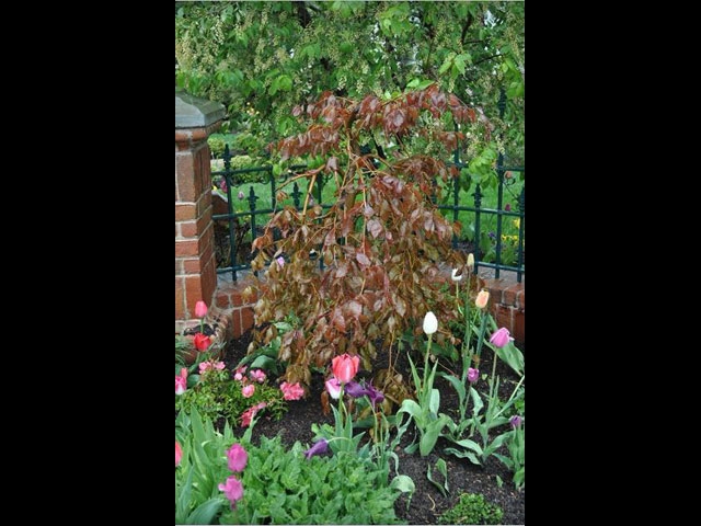 Weeping Beech