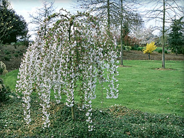 Weeping Cherry