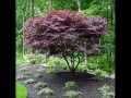 Bloodgood Japanese Maple