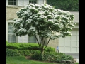 Kousa Dogwood