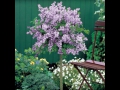 Lilac Tree