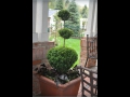 Three Ball Boxwood