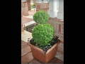 Two Ball Boxwood